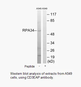 CD3EAP Antibody - image 1