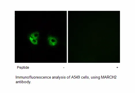 MARCH2 Antibody - image 1