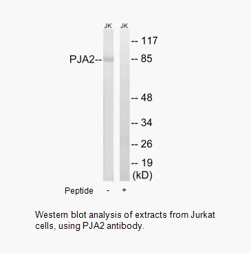 PJA2 Antibody - image 1