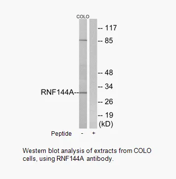 RNF144A Antibody - image 1