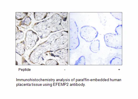 EFEMP2 Antibody - image 2