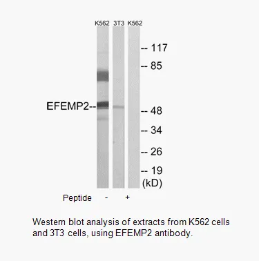 EFEMP2 Antibody - image 3