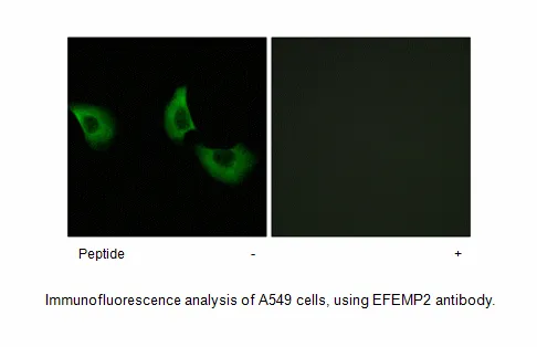 EFEMP2 Antibody - image 1