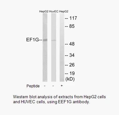 EEF1G Antibody - image 1