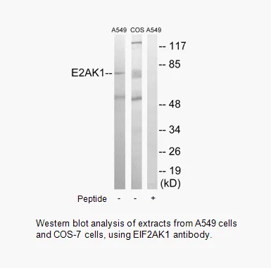 EIF2AK1 Antibody - image 1