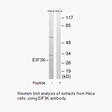 EIF3K Antibody - image 1