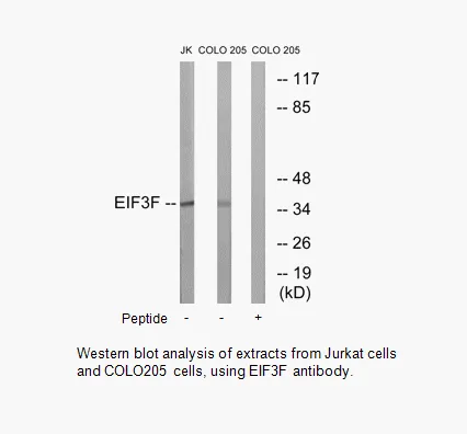EIF3F Antibody - image 1