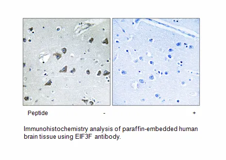 EIF3F Antibody - image 2