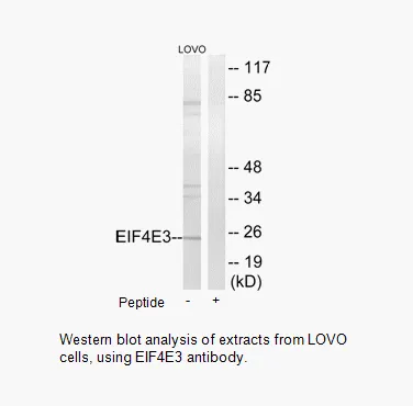 EIF4E3 Antibody - image 1