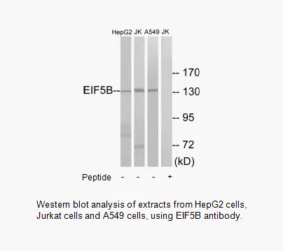 EIF5B Antibody - image 1