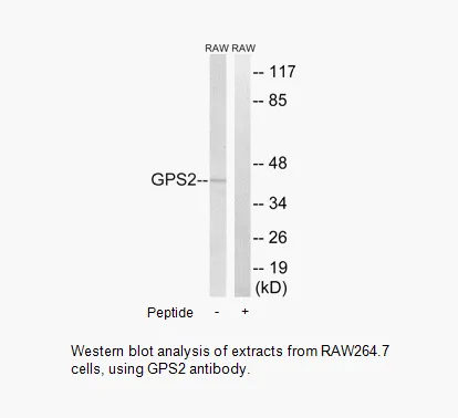 GPS2 Antibody - image 1
