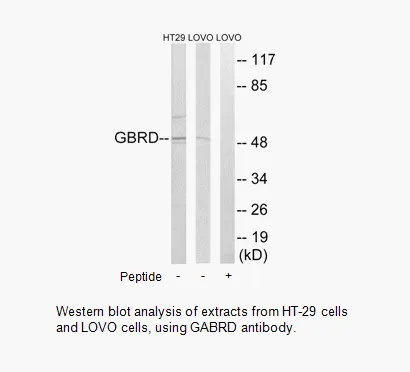 GABRD Antibody - image 1