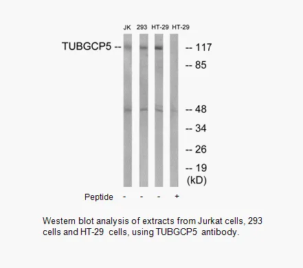 TUBGCP5 Antibody - image 1