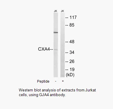 GJA4 Antibody - image 1
