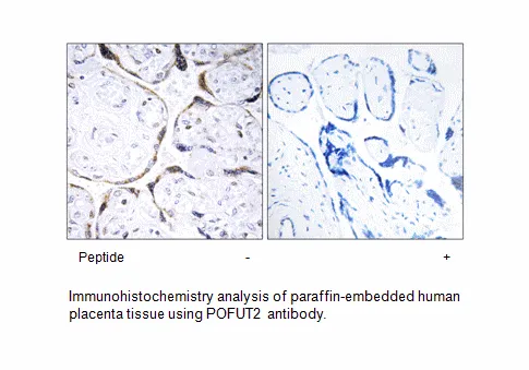 POFUT2 Antibody - image 1