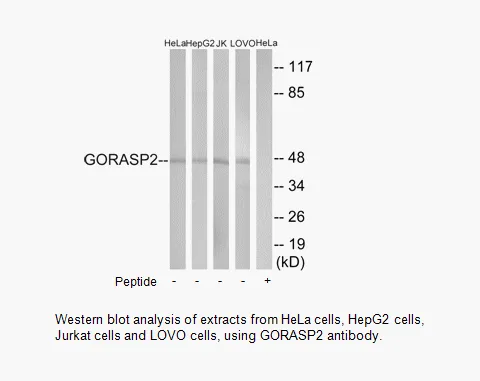 GORASP2 Antibody - image 1