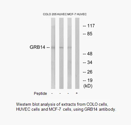 GRB14 Antibody - image 1