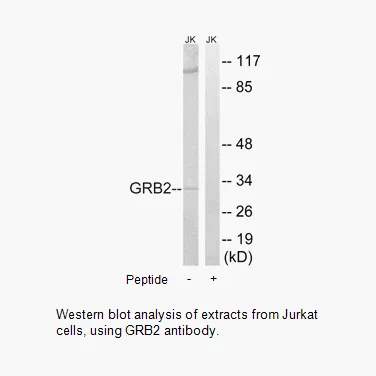 GRB2 Antibody - image 1