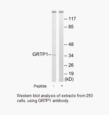 GRTP1 Antibody - image 1