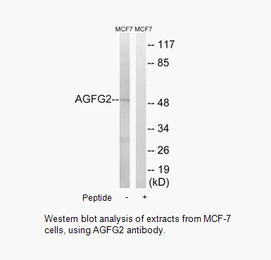 AGFG2 Antibody - image 1