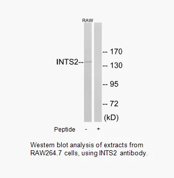 INTS2 Antibody - image 1