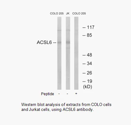 ACSL6 Antibody - image 1