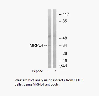 MRPL4 Antibody - image 1