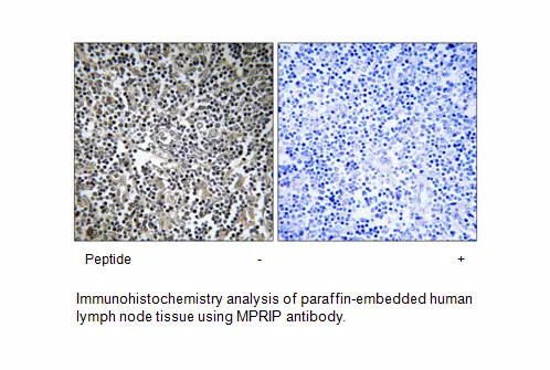 MPRIP Antibody - image 1