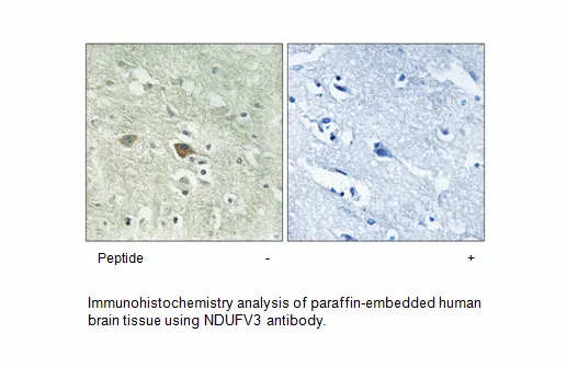 NDUFV3 Antibody - image 1