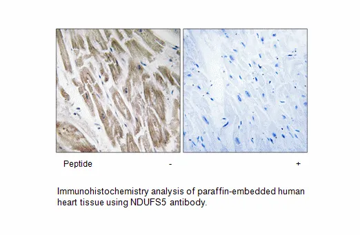 NDUFS5 Antibody - image 1