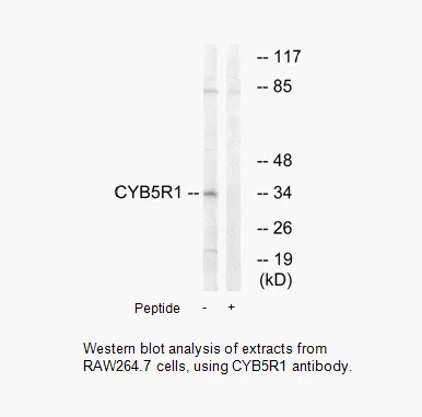 CYB5R1 Antibody - image 1