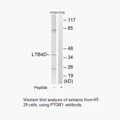 PTGR1 Antibody - image 1