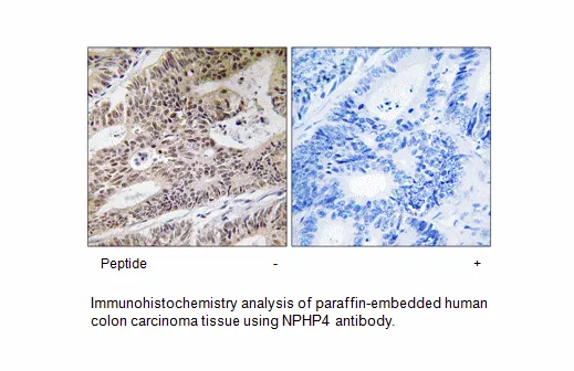 NPHP4 Antibody - image 1
