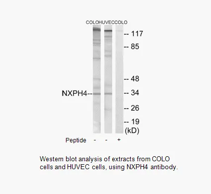 NXPH4 Antibody - image 1