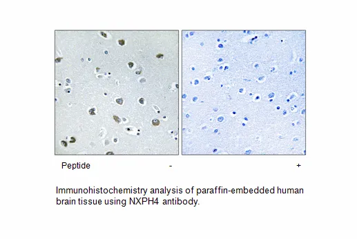 NXPH4 Antibody - image 2