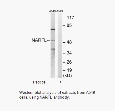 NARFL Antibody - image 1