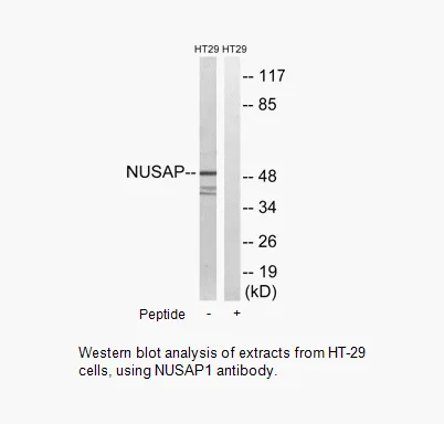 NUSAP1 Antibody - image 1