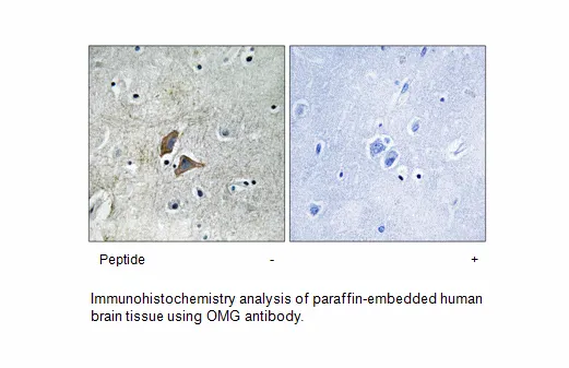 OMG Antibody - image 1