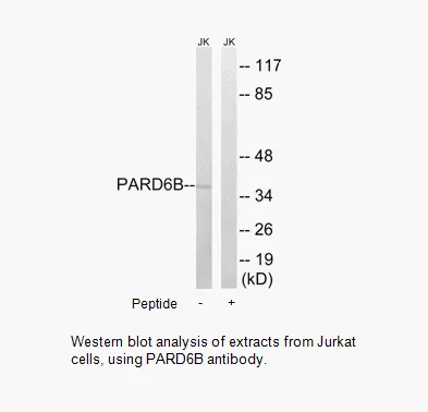 PARD6B Antibody - image 1