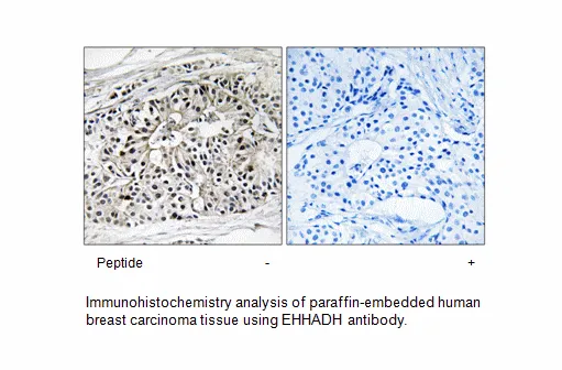 EHHADH Antibody - image 1