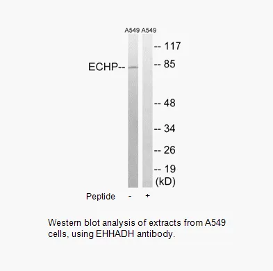 EHHADH Antibody - image 2