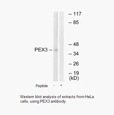 PEX3 Antibody - image 1