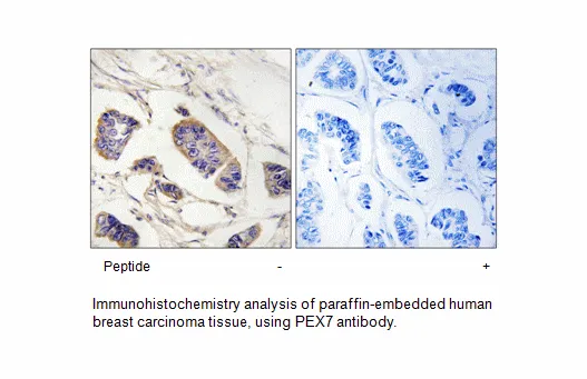 PEX7 Antibody - image 1
