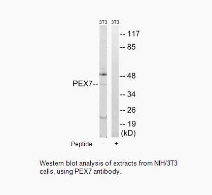 PEX7 Antibody - image 2