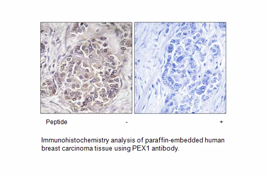 PEX1 Antibody - image 1