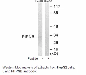PITPNB Antibody - image 1