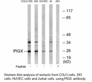 PIGX Antibody - image 1