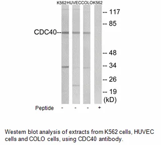 CDC40 Antibody - image 1