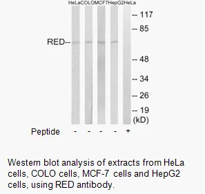 RED Antibody - image 1