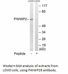 PWWP2B Antibody - image 1